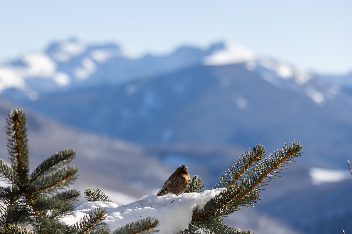 Gray-crowned Rosy-Finch - ML645416169