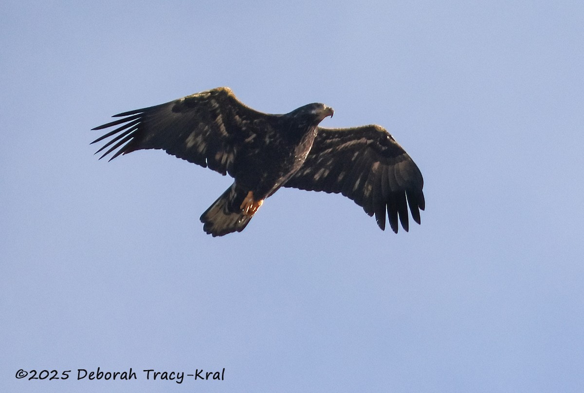 Bald Eagle - ML645416188