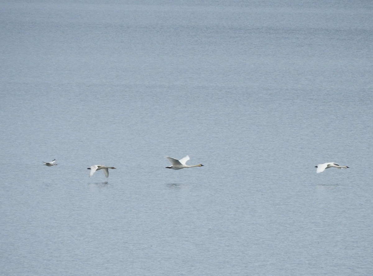 Цасны галуу - ML645416193