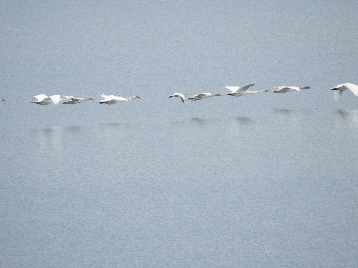 Цасны галуу - ML645416194