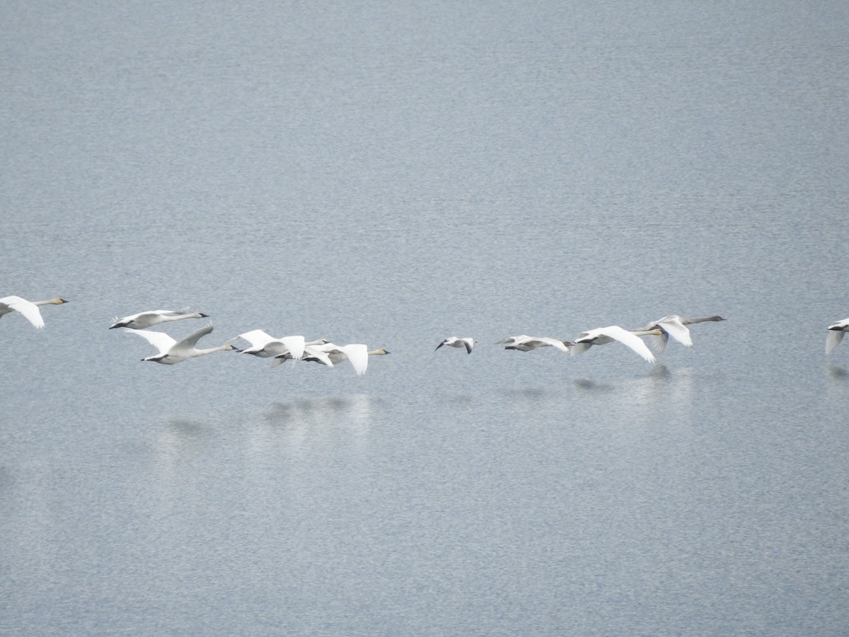 Цасны галуу - ML645416195
