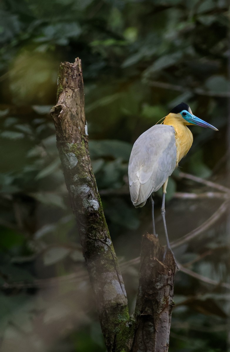 volavka černohlavá - ML645416220