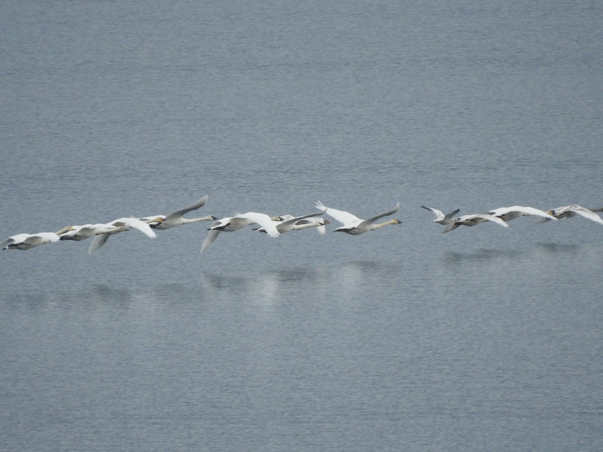Trumpeter Swan - ML645416223