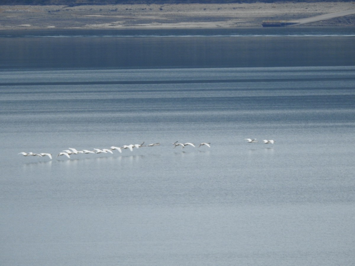 Trumpeter Swan - ML645416224