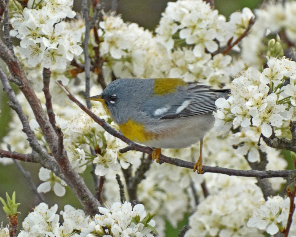 Northern Parula - ML645416228