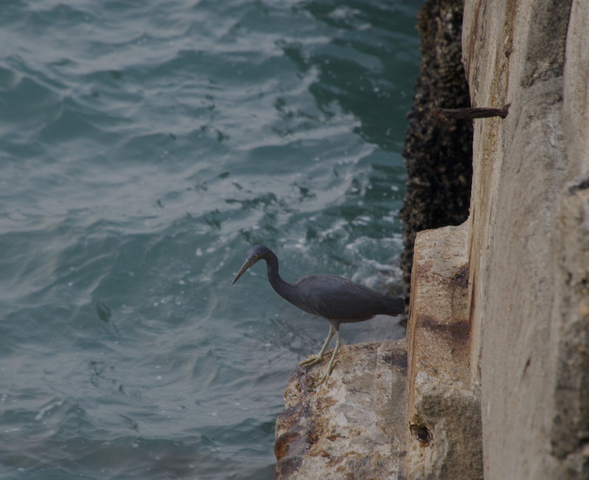 Pacific Reef-Heron - ML645416237