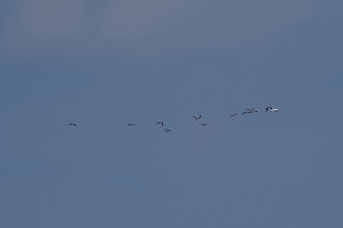 Northern Gannet - ML645416249