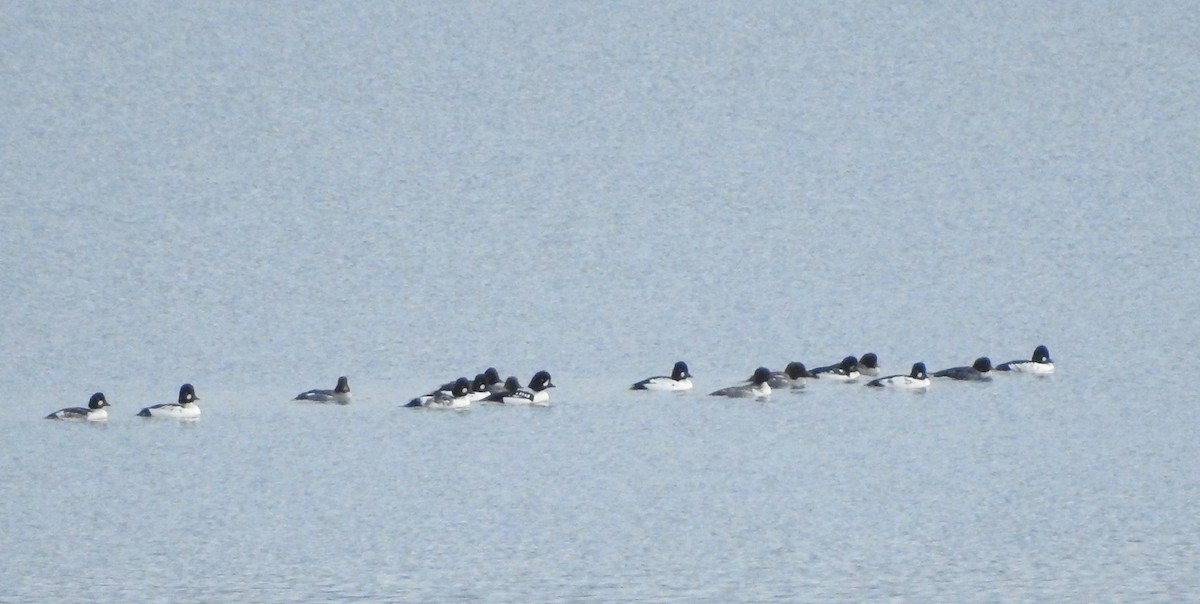 Алаг шунгаач - ML645416257