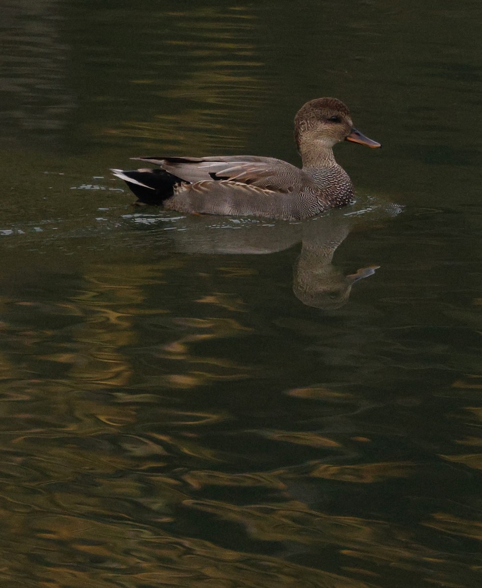 kopřivka obecná - ML645416258