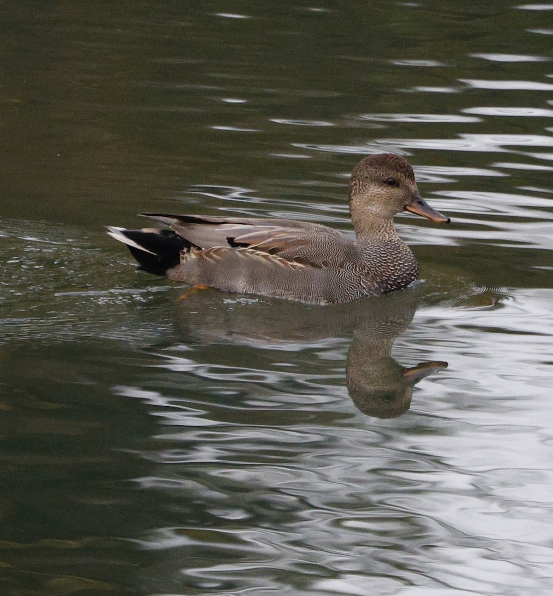 kopřivka obecná - ML645416259