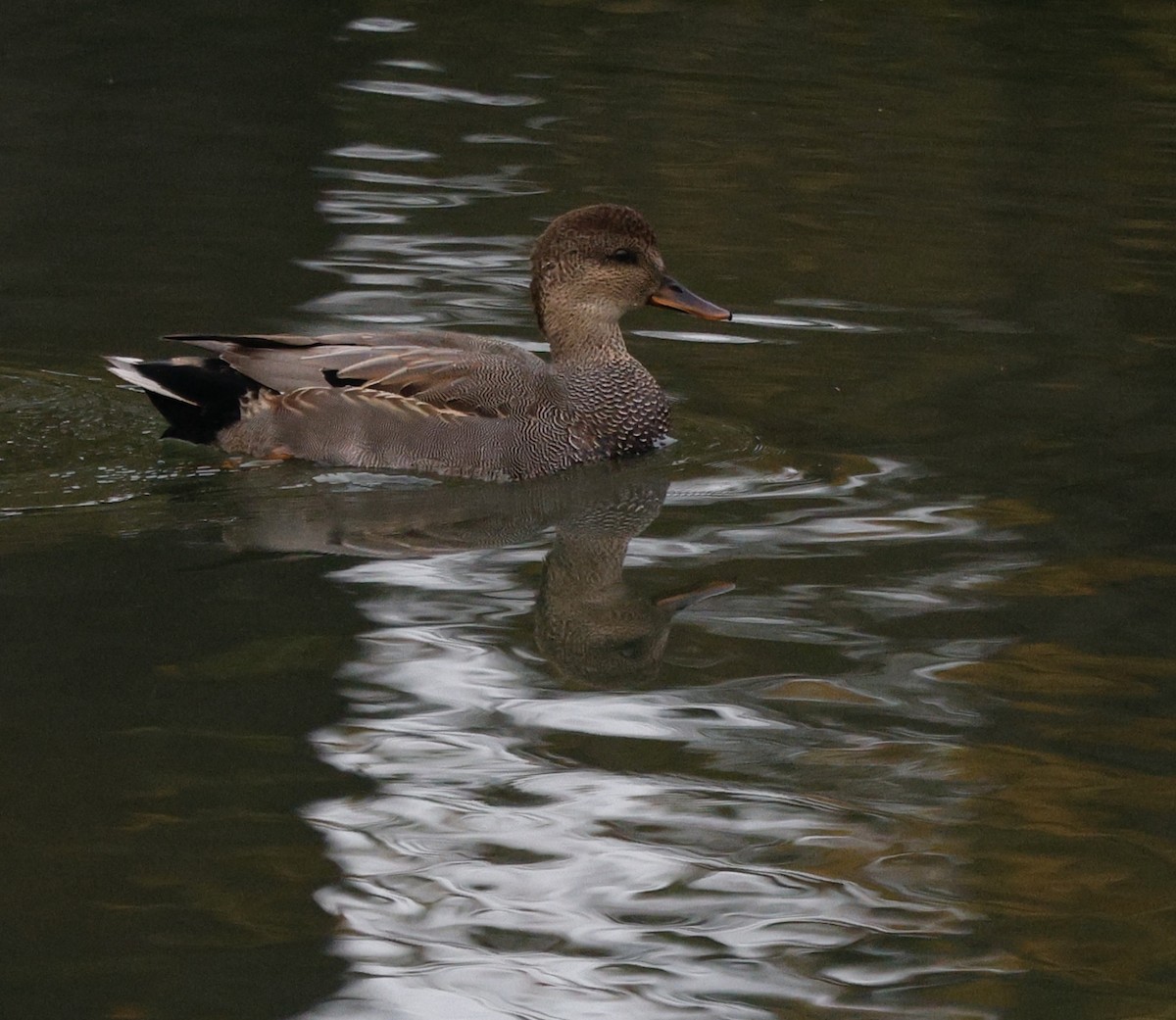 kopřivka obecná - ML645416260