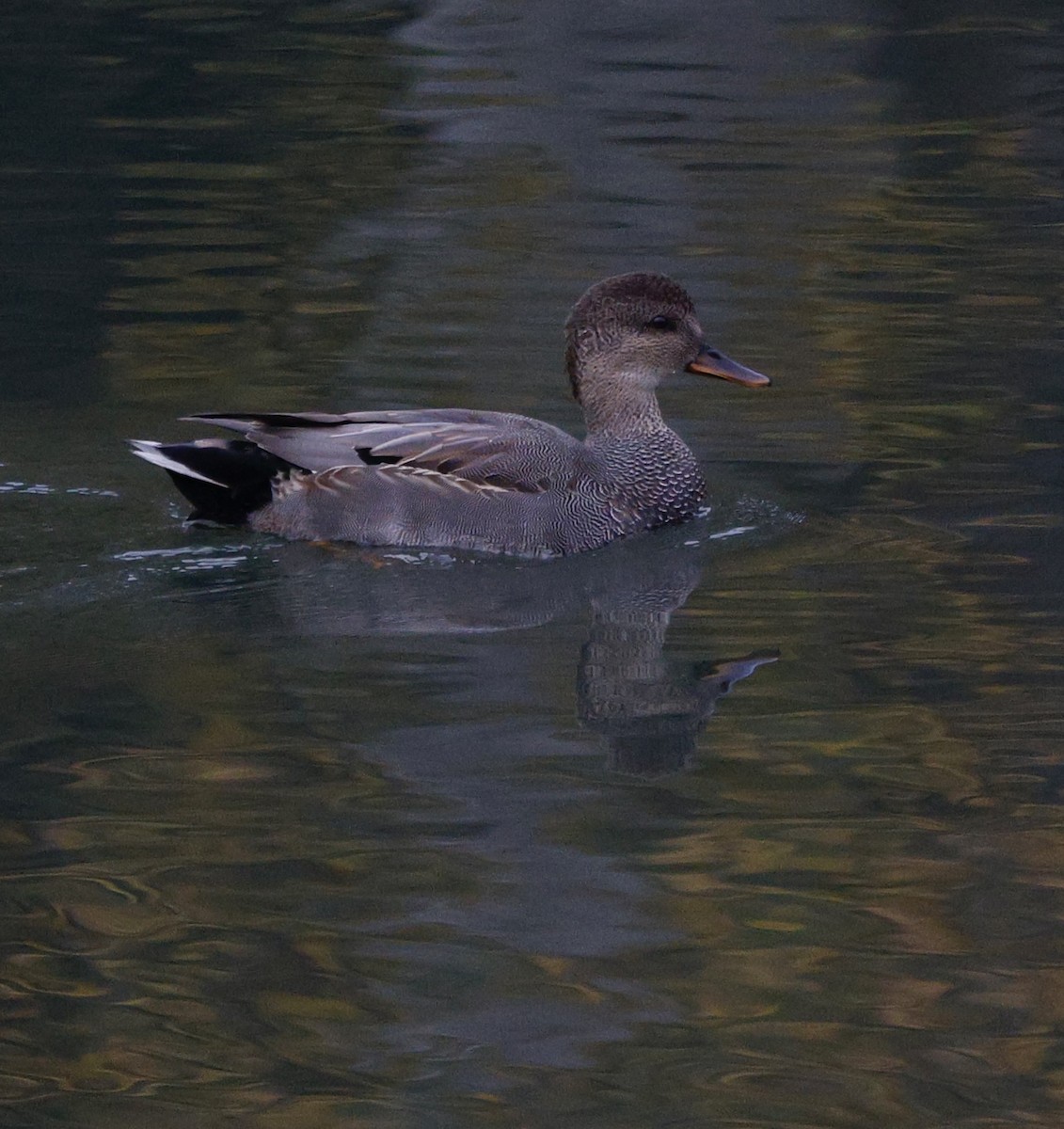 kopřivka obecná - ML645416261