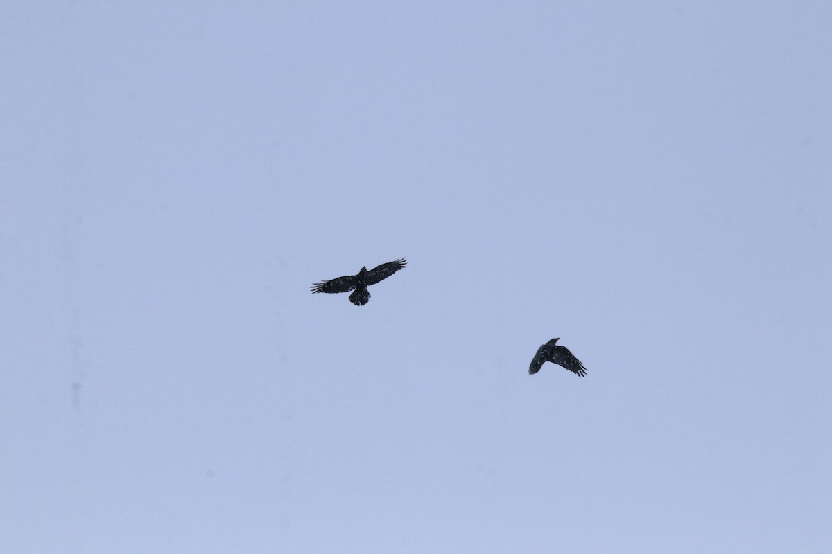 עורב שחור - ML645416275