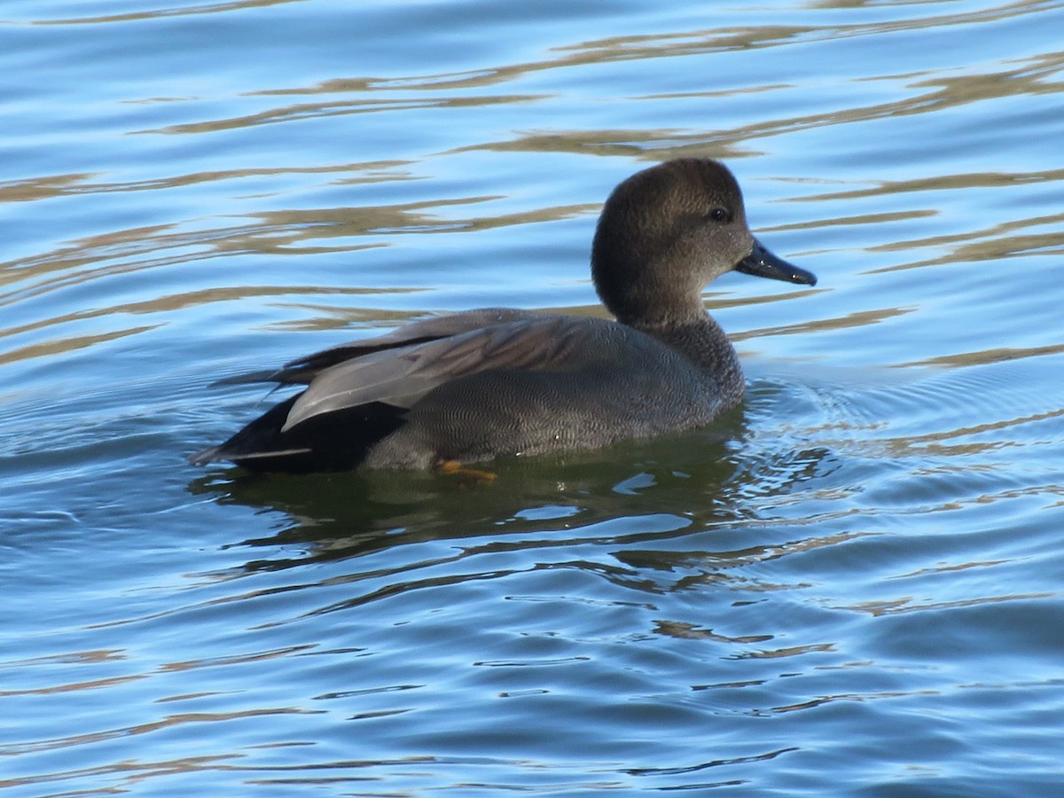 kopřivka obecná - ML645416287