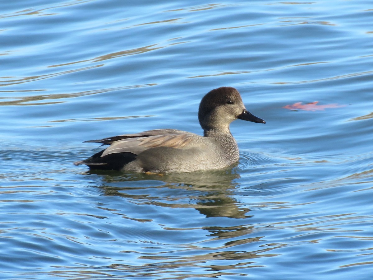 kopřivka obecná - ML645416288
