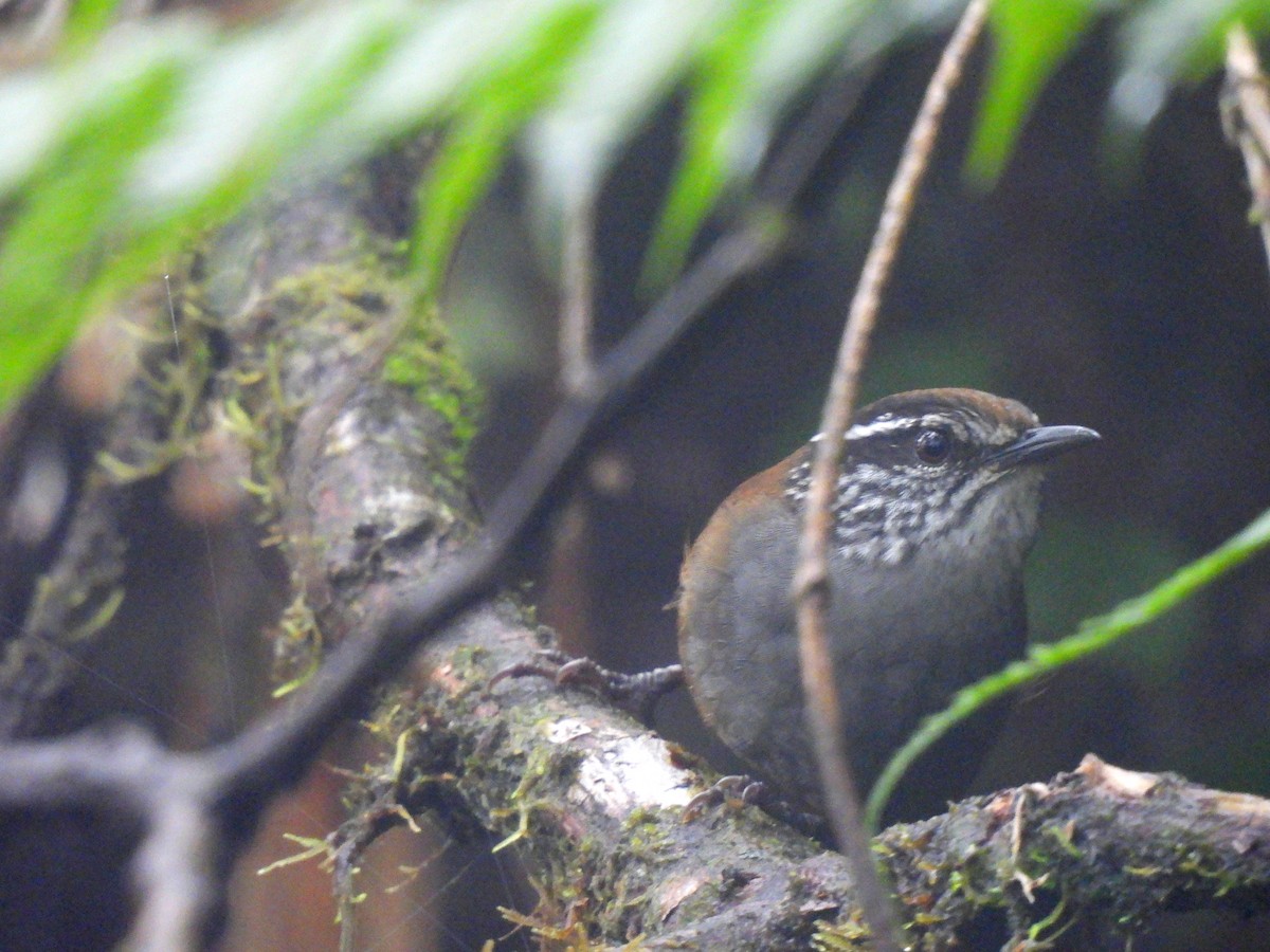 Gray-breasted Wood-Wren - ML645416333