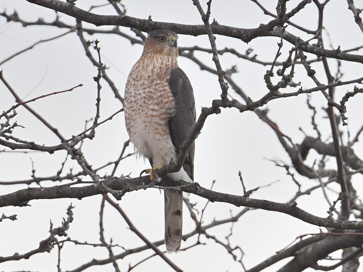 Cooper's Hawk - ML645416335