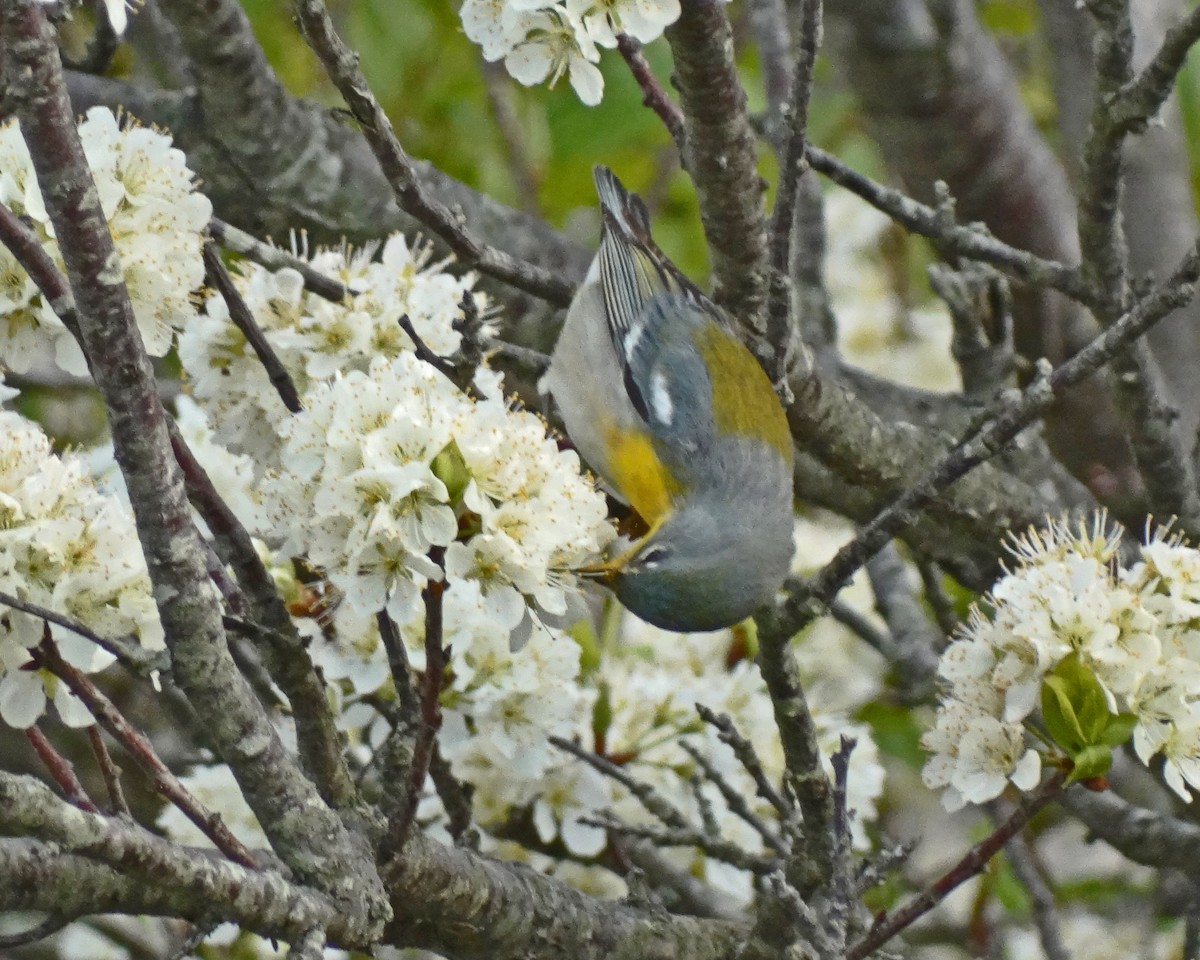 Northern Parula - ML645416336