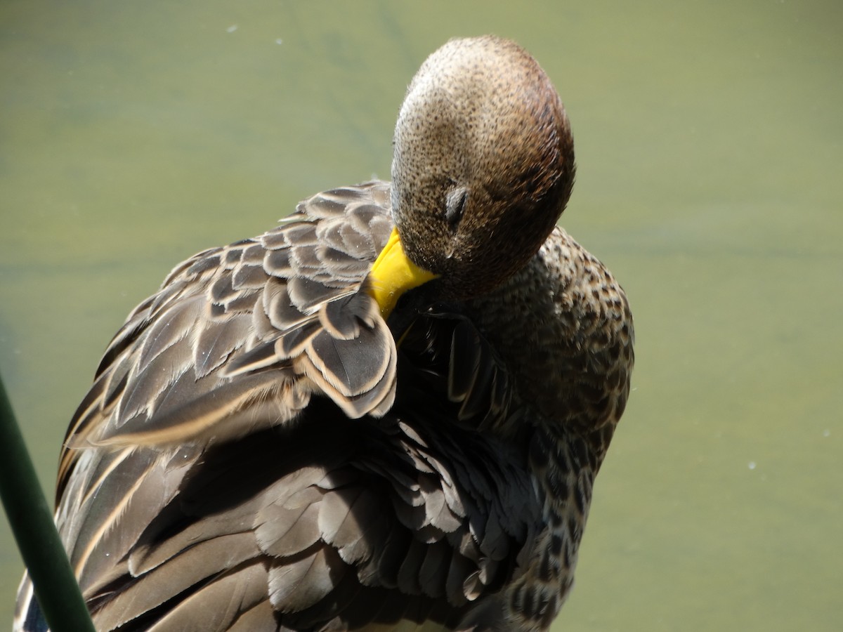 Yellow-billed Pintail - ML645416341