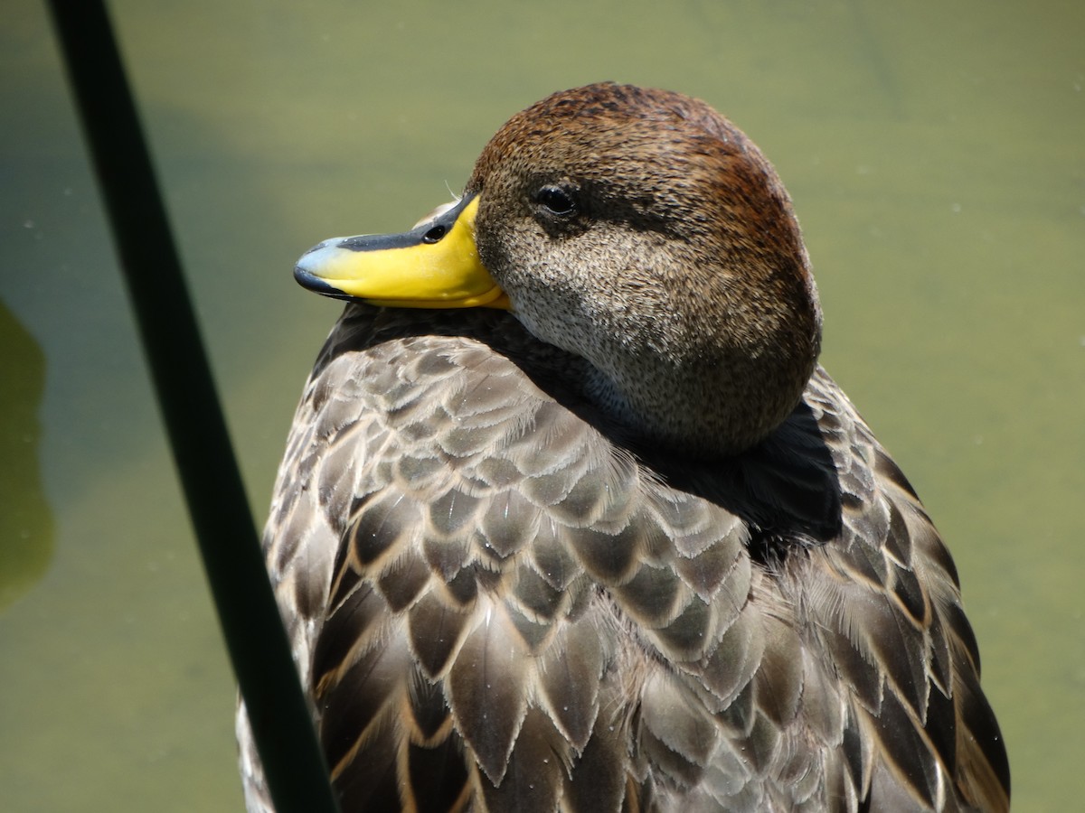 Yellow-billed Pintail - ML645416342