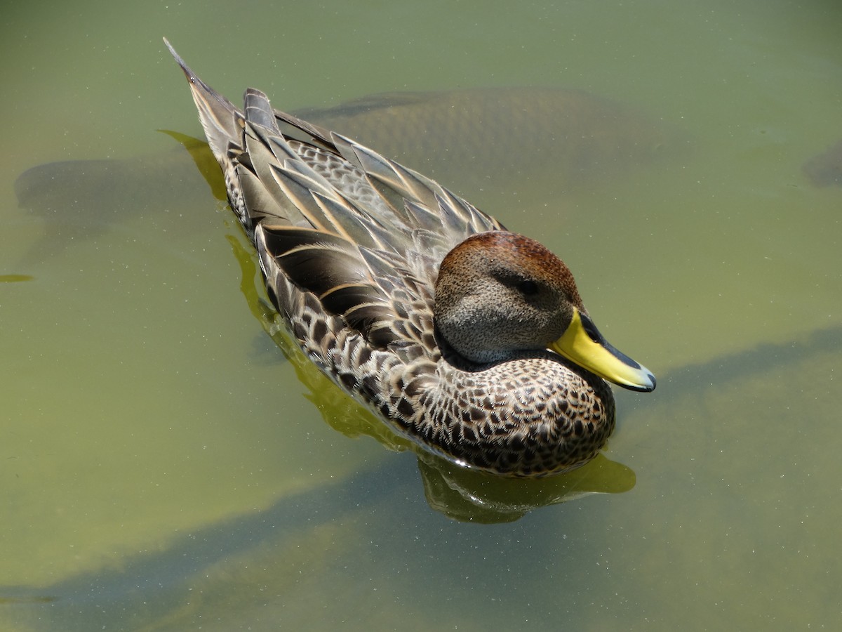 Yellow-billed Pintail - ML645416343