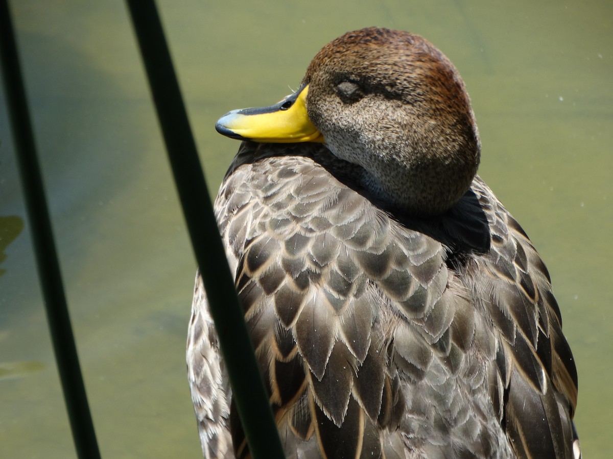 Yellow-billed Pintail - ML645416344