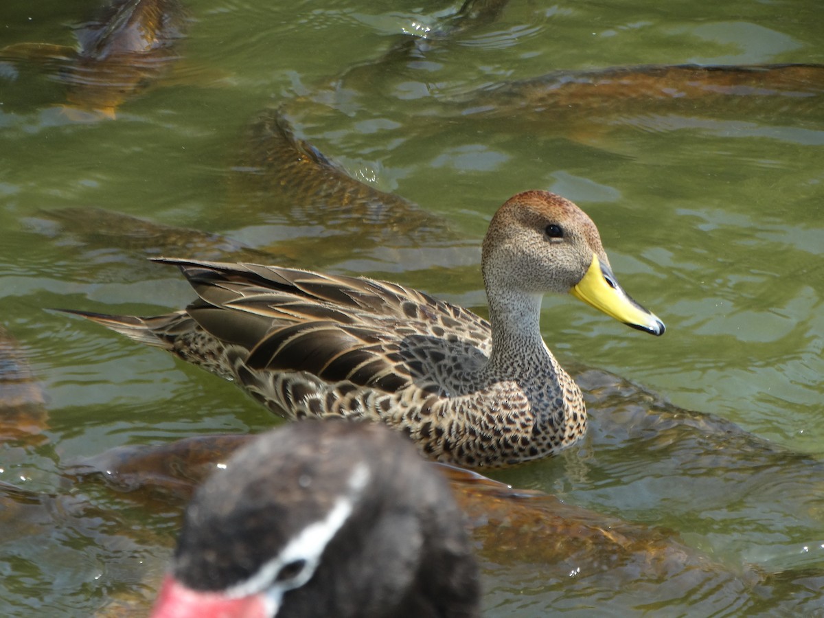 Yellow-billed Pintail - ML645416345
