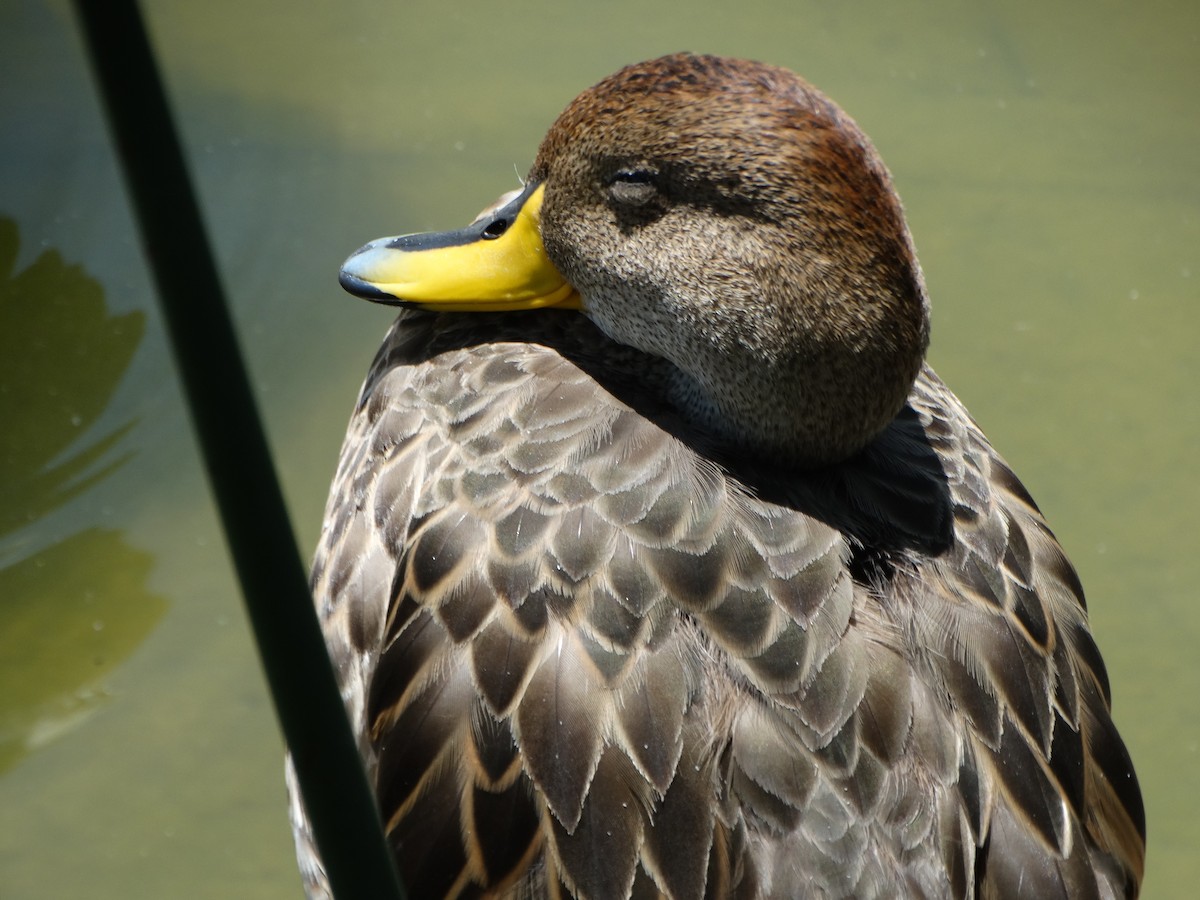 Yellow-billed Pintail - ML645416346