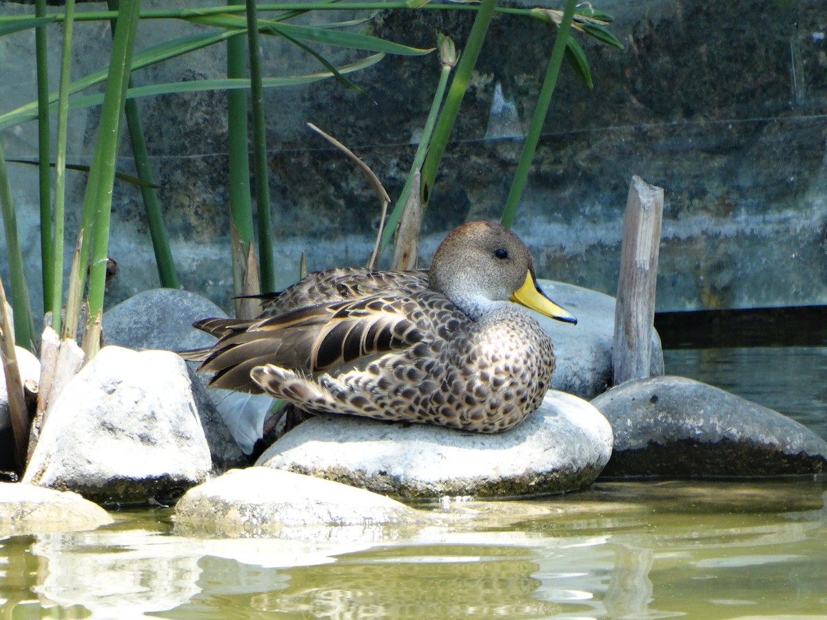 Yellow-billed Pintail - ML645416348