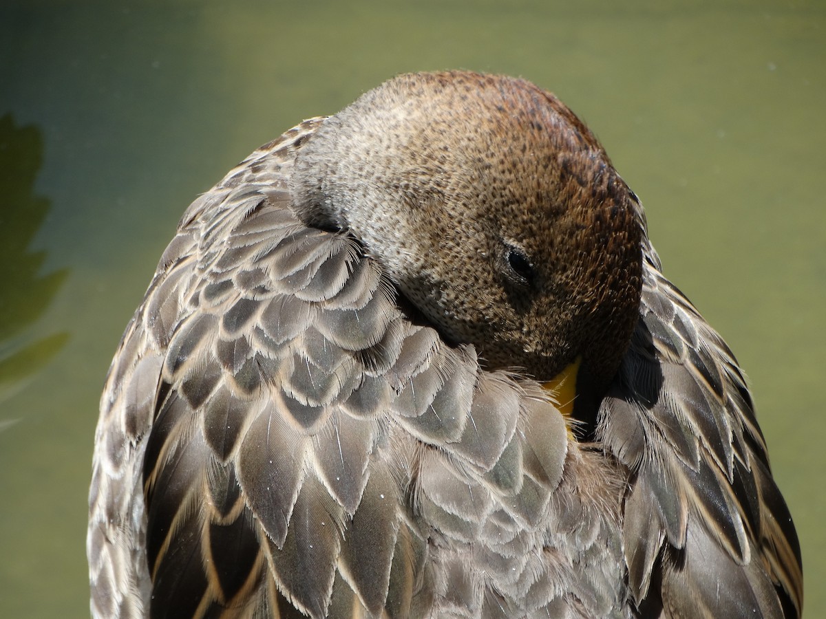 Yellow-billed Pintail - ML645416349
