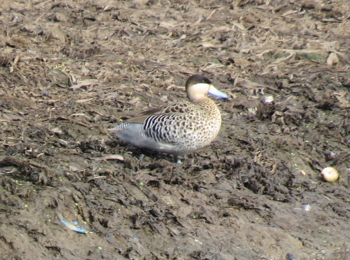 Silver Teal - ML645416363