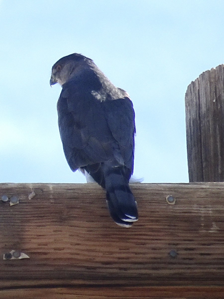 Cooper's Hawk - ML645416385