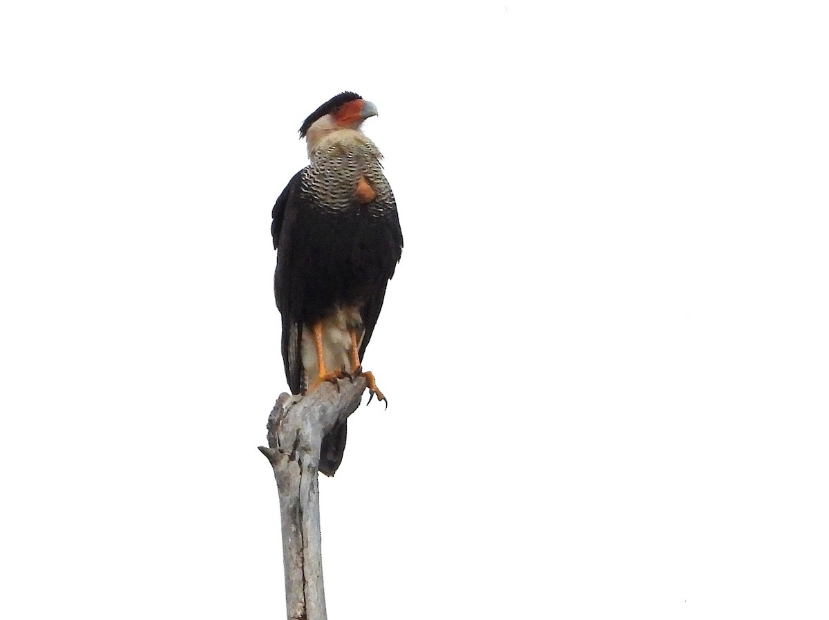 Crested Caracara (Northern) - ML645416387