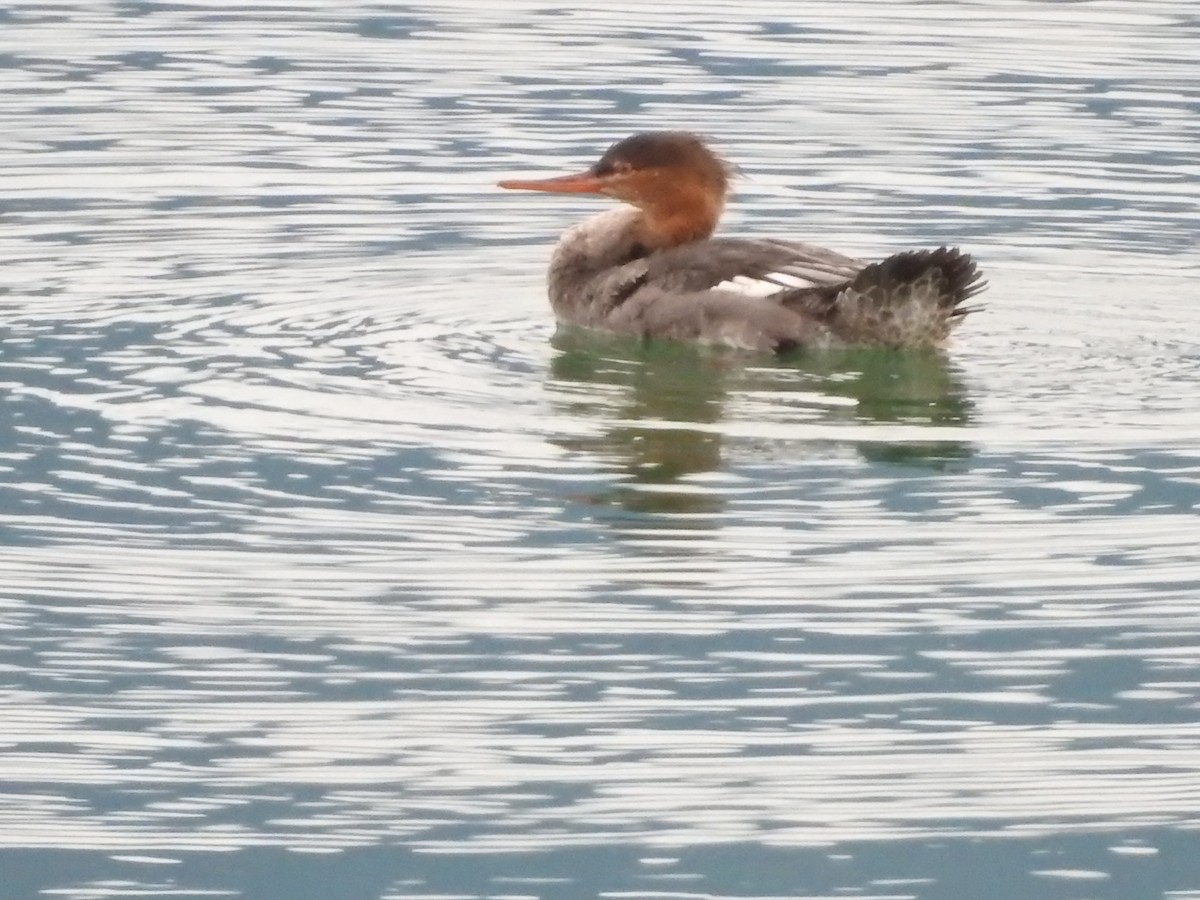 Сэвгэр бохио - ML645416391