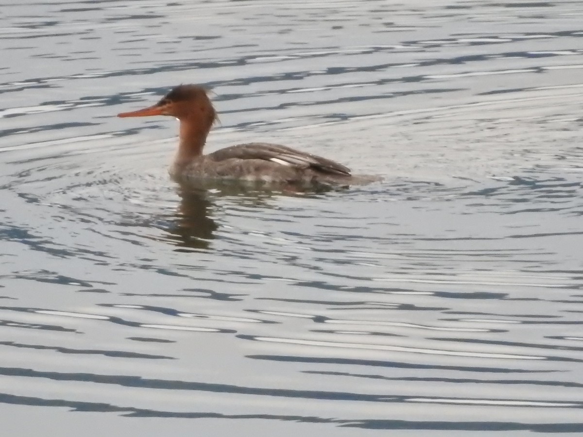 Сэвгэр бохио - ML645416392