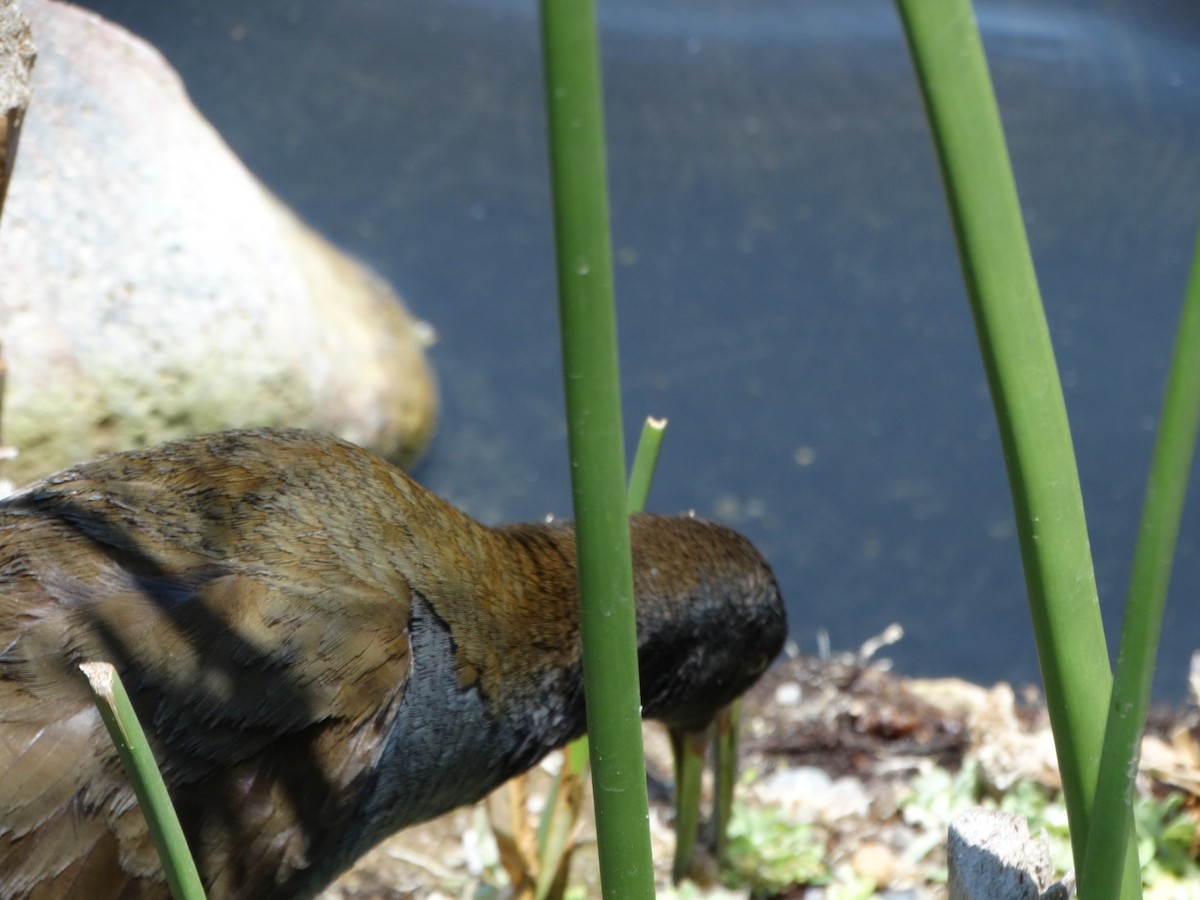 Plumbeous Rail - ML645416407