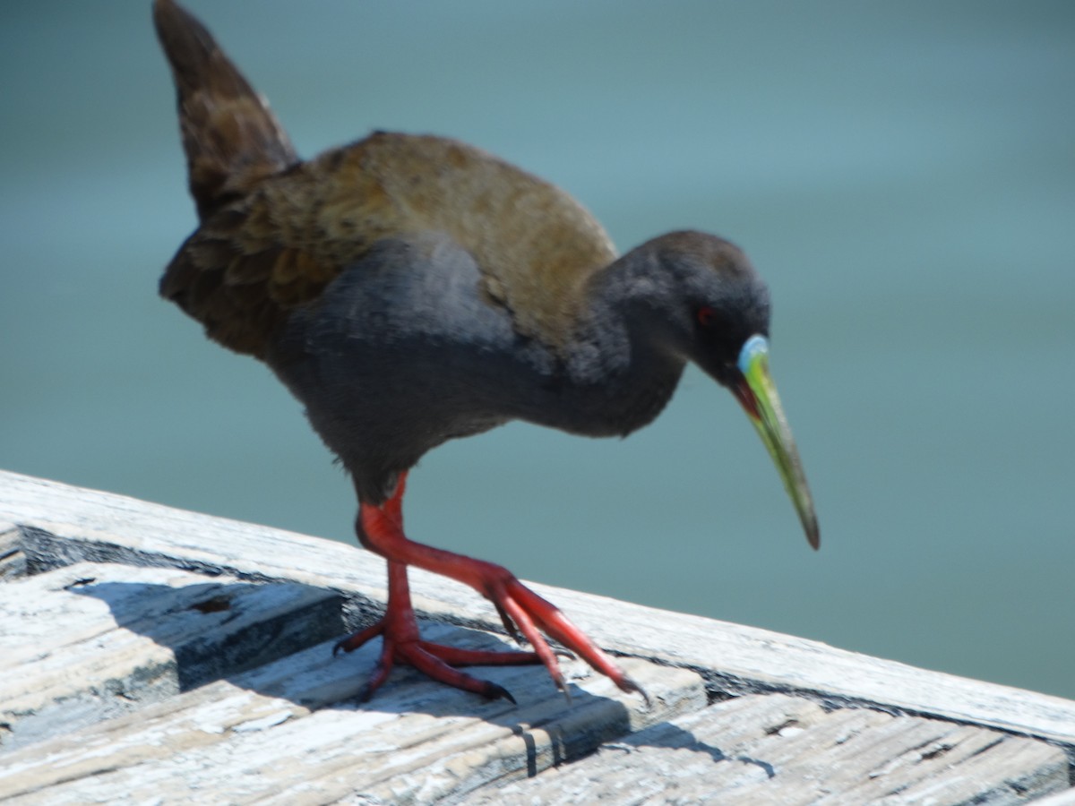 Plumbeous Rail - ML645416408