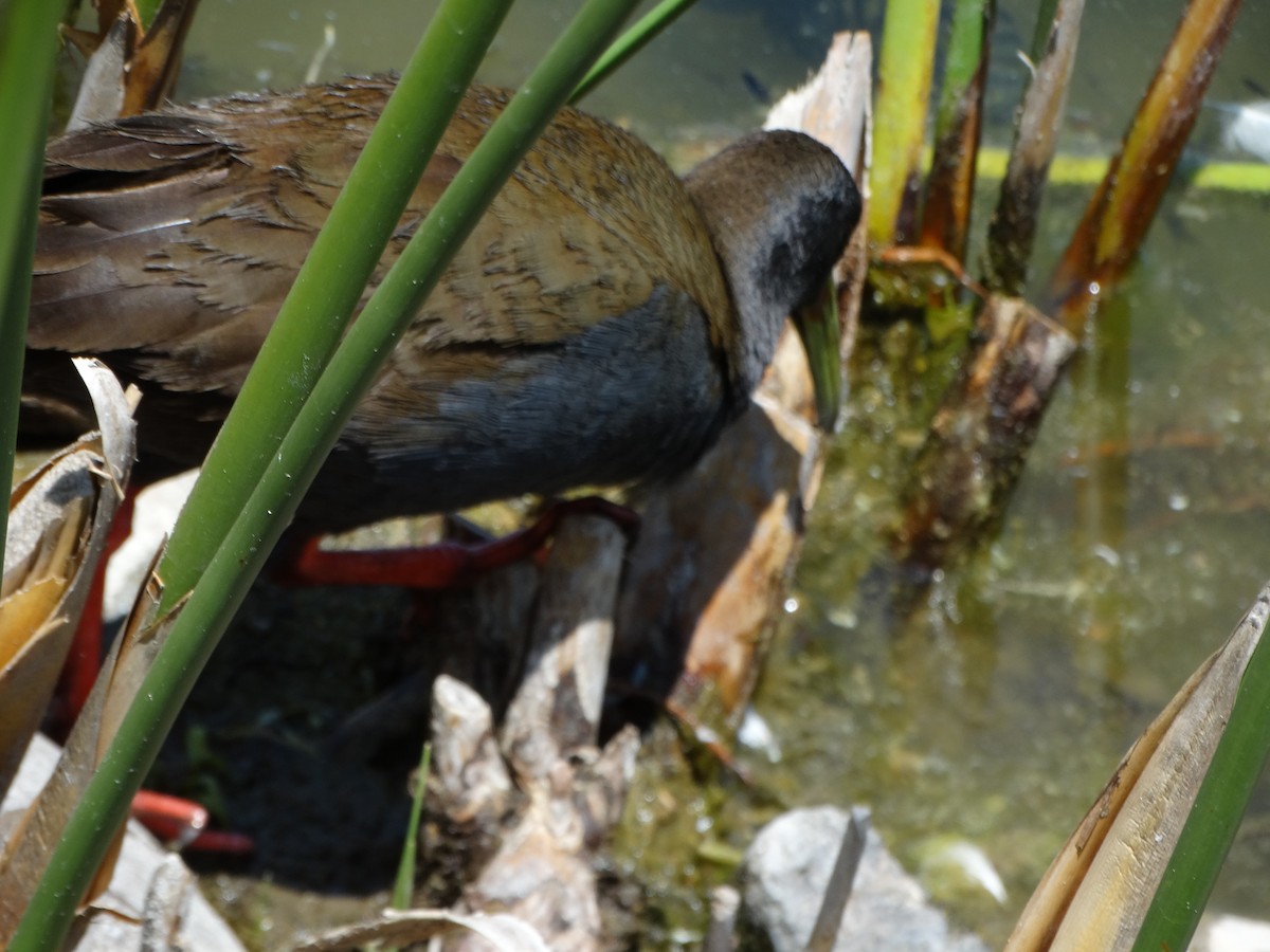 Plumbeous Rail - ML645416409