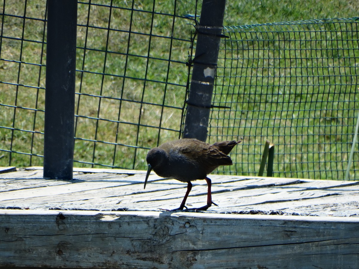 Plumbeous Rail - ML645416410