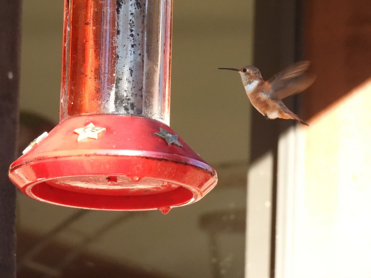 Rufous Hummingbird - ML645416423