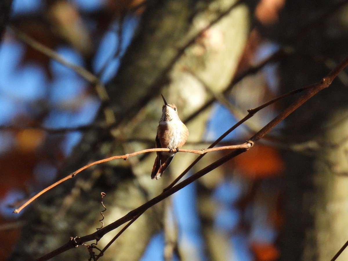 Rufous Hummingbird - ML645416424