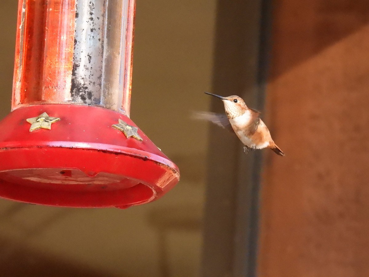 Rufous Hummingbird - ML645416425