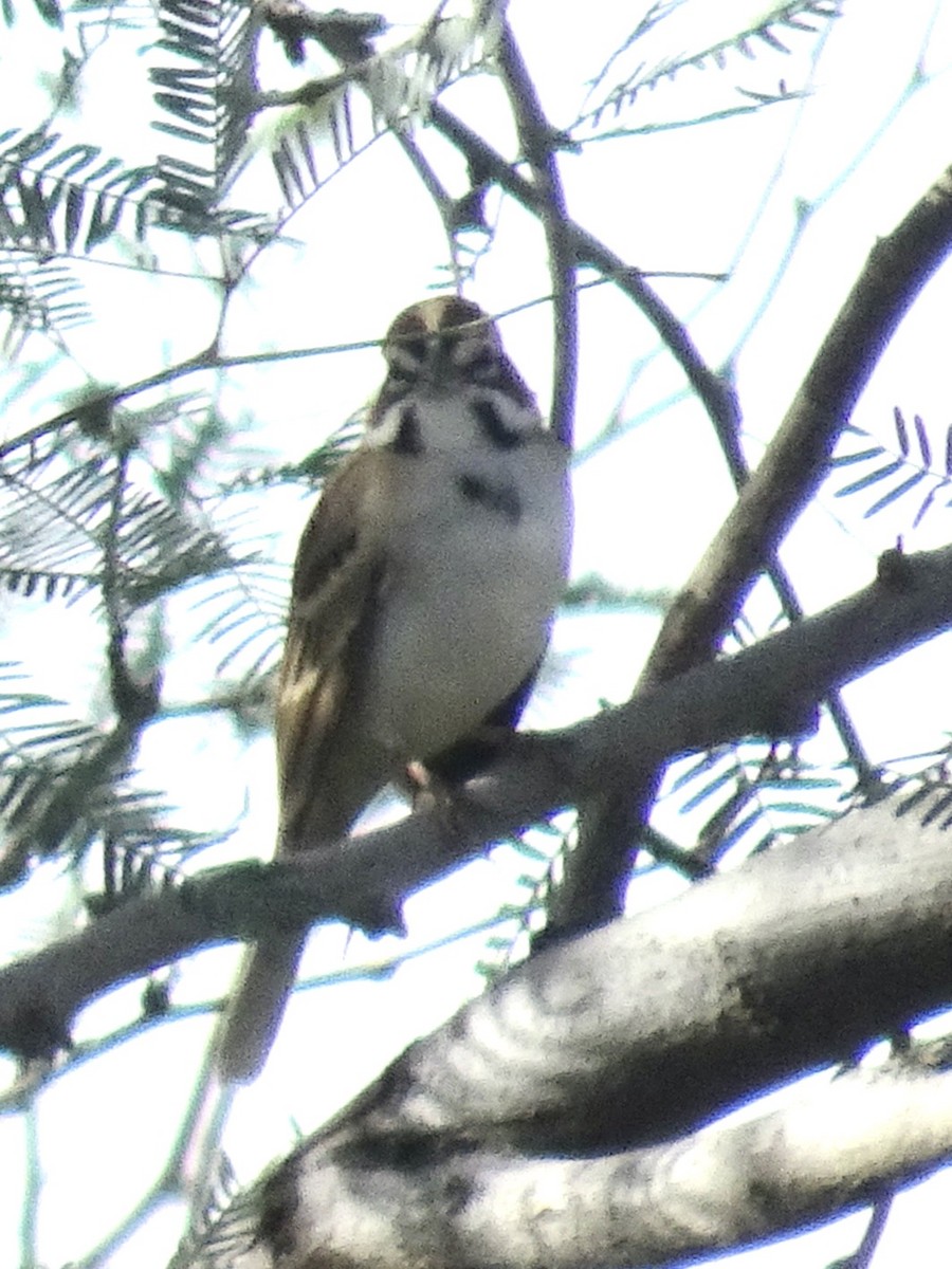 Lark Sparrow - ML645416426