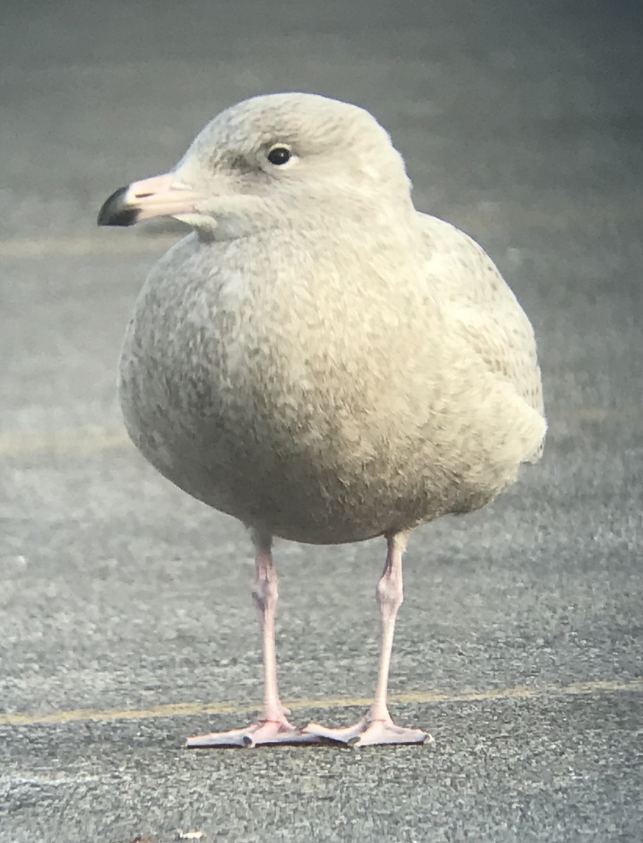 Бургомистр - ML645416429