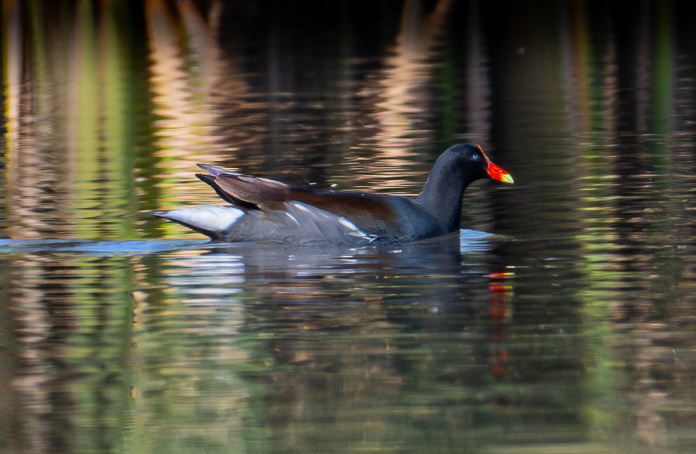 Uroilo amerikarra - ML645416435