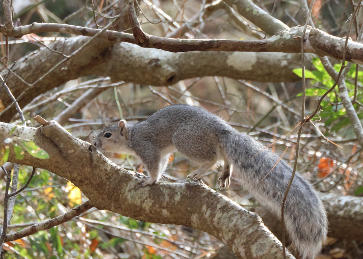 Delmarva Fox Squirrel - ML645416440