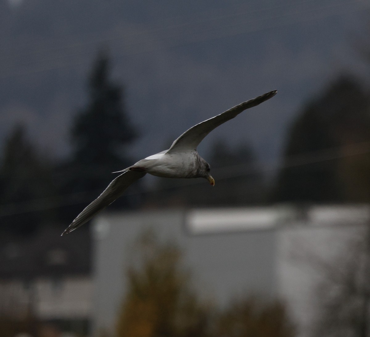 Larinae sp. - ML645416442