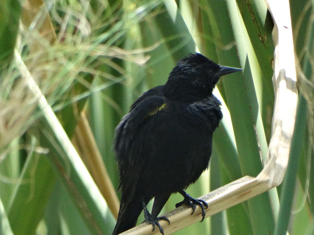 Yellow-winged Blackbird - ML645416444