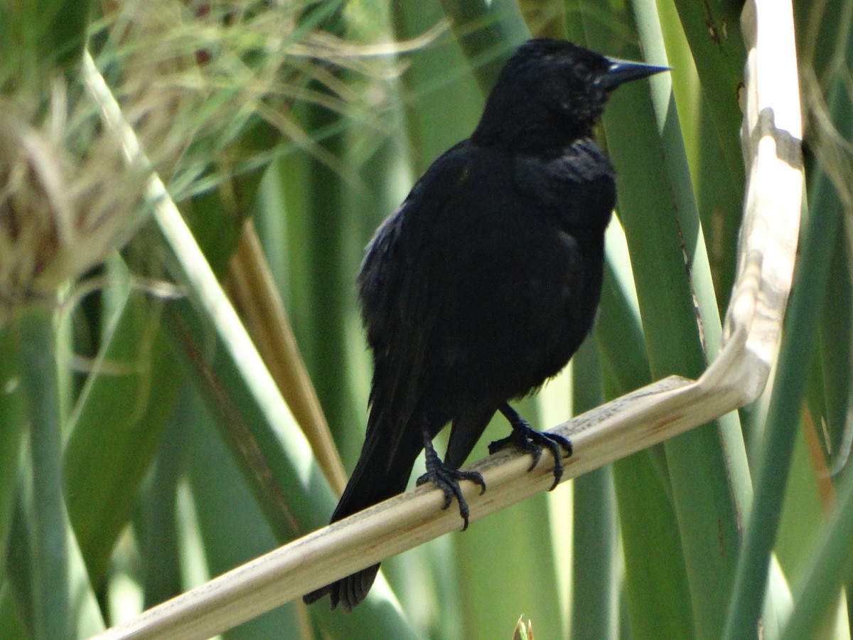 Yellow-winged Blackbird - ML645416445