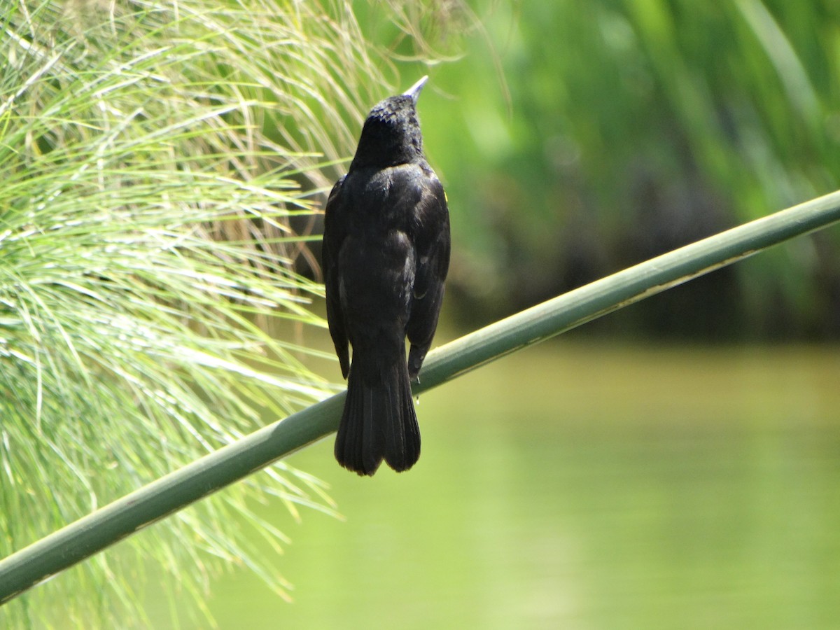 Yellow-winged Blackbird - ML645416447